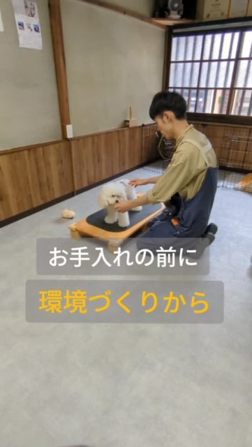 ←他の投稿はこちら
お手入れをする前に環境を整えよう!
・定位置を決める(テーブル、膝、マット)
・静かで落ち着ける場所
・飼い主さんも負担がかからない(姿勢)
テレビが付いていたり、周りが散らかっていたりしてませんか?
#犬のお手入れ #子犬 #泉大津市 #怒らないお手入れ #褒めるお手入れ