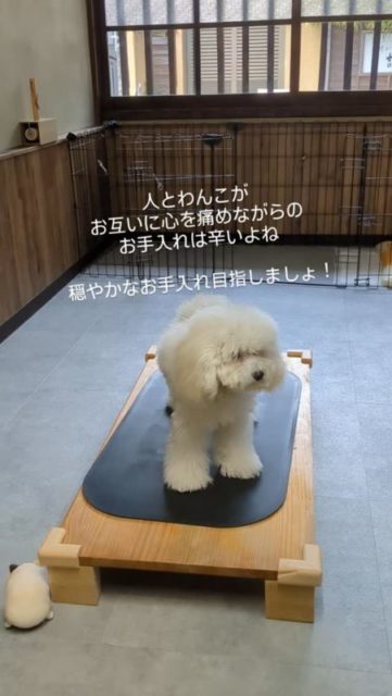 ←他の投稿はこちら
飼い主さんもどのトリマーさんも優しい。
けど、ほんまは無理してせんでいいこともあるちゃうかな?
大事なのはずっと穏やかにお手入れができる。
トリミングができること。
少しできたら、自分もわんこも褒めたげてー✨
#子犬 #トリミング #泉大津市 #褒めて伸ばす #犬のお手入れ