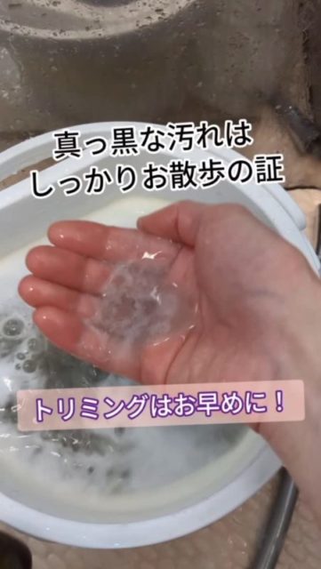 ←他の投稿はこちら
まずはこの“真っ黒なお湯”をご覧ください…🖤
「え、なにこれ？」ってなるやつ。
実はこれ、足の汚れなんです。
お散歩に行ったら、砂・ホコリ・排気ガス・花粉…いろんな汚れが体にしっかり付いて帰ってきます。
しかもね、1ヶ月前に来てくれててもこれだけ汚れる。
そらそうやんね。人でも1ヶ月洗わんかったら…想像したくない（笑）
わんちゃんは毛がある分、汚れが絡みやすいから余計に溜まりやすいんです。
たまに飼い主さんで
「トリミング前にちょっとキレイにしとかんと恥ずかしい…」
って思ってる方いるけど、全然気にせんで大丈夫！
むしろ月1くらいで定期的に来てくれてるなら、
多少汚れてる方が“洗いがい”あります☺️
ただ…
2〜3ヶ月空いて汚れが多い時は怒ります（笑）
わんこのためにも、頻度ちょっと上げてあげてくださいね。
それとお家シャンプーは、もつれたり嫌がったりして
トリミング苦手になる子も多いので、無理せずプロに任せてください🐶🫧
#トリミング #犬のいる暮らし #犬のシャンプー #定期ケア #大阪トリミング