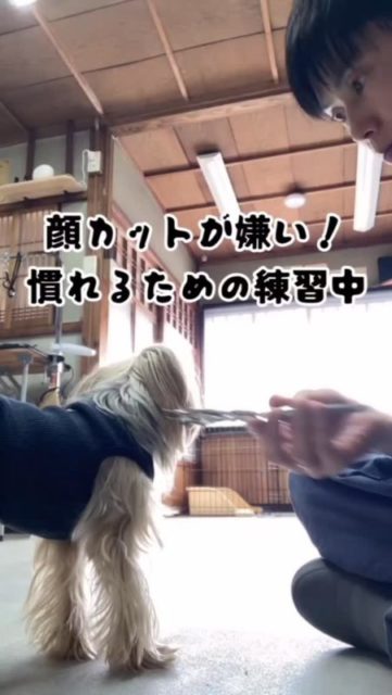 ←他の投稿はこちら
顔のお手入れが嫌いな子はトリミングでもほぼ嫌がってます😢
顔を背けたり、歯ブラシやブラシを持っただけで逃げていくならもうイエローカードです!
早めに気付いて少しずつの練習から始めましょう!
#犬の顔カット #トリミング #犬のお手入れ #泉大津市