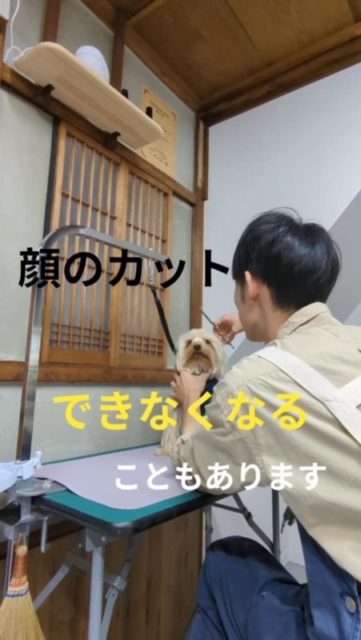 ←他の投稿はこちら
ワンちゃんの中には、
お顔触られるのがめちゃくちゃ苦手な子もいてます🐶💦
ハサミを近づけた瞬間にビクッとしたり、
のけぞったり、噛もうとしてしまったり…。
実はあれって、いきなりそうなるんやなくて、
「イヤやで」の小さなサインの積み重ねなんです👀
お家で顔を触るときに、
・目をそらす
・体をスッと引く
・まばたきが増える
こんな様子があったら、ちょっとしんどいサインかもしれません。
目の周りの毛や目やに、気になる気持ちすごくわかります。
でも、無理に押さえつけて取ったりカットしたりすると
“お顔さわられる=イヤなこと”になってしまうことも😢
「うちの子、顔まわりちょっと苦手かも…」と思ったら、
トリマーさんに遠慮せず相談してみてくださいね。
ワンちゃんのペースで、無理のないトリミングを一緒に考えていきましょう🌿
#トリミング嫌い予防
#顔触る練習
#わんちゃんの気持ち
#褒めるトリミング
#とりみんぐ処halo