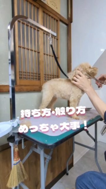 ←他の投稿はこちら
嫌がらないお手入れは正しい手の使い方から学ぼう!
只今、お手入れ教室のモニターさん募集中!
詳しくはリンクのホームページから✨
@halo.trimming