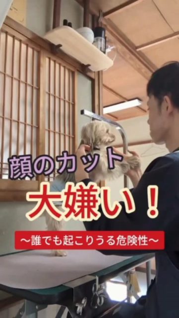 ←他の投稿はこちら
この子、お顔カットがめちゃくちゃ苦手です。
今はhaloで練習を始めてて、これでもかなり触れるようになった状態なんです。
最初はハサミを持って近づけるだけで逃げてたのが、
今は頭の上やお口まわりを「ハサミで触れるだけ」ならできるように。
ただ、いざ切ろうとすると敏感になって首がピョン！って跳ね上がります。
これまでトリミングでは、落ち着かせるお薬を飲んでから…という経緯もありました。
ここで伝えたいのは、
「練習したらできる！」だけじゃなくて、こういうことは誰の子にも起こり得るってこと。
嫌がって引っ張る・必死に逃げる・噛みそう…
そんなサインが出てたら、無理に続けんと やり方を変えていきましょ。

#トリミング苦手 #お顔カット練習 #慣らしトリミング #犬のサイン #とりみんぐ処halo