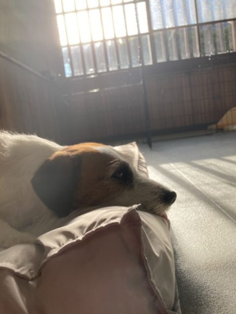 ←他の投稿はこちら
【haloアルバム】シロップさん

#ジャックラッセルテリア #イヌスタクラム #まったり #犬の写真