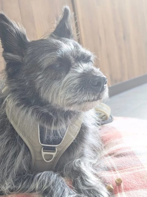 ←他の投稿はこちら
【haloのアルバム】あおいさん

#イヌスタグラム #mix犬 #保護犬 #泉大津トリミングサロン #犬のお手入れ教室