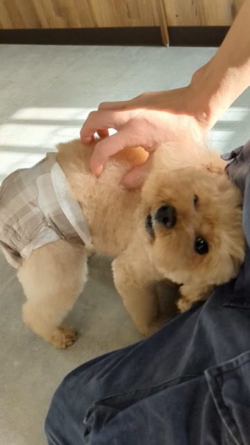 ←他の投稿はこちら
甘えんぼなメルちゃん🤩　
トリミングの後でも甘えてくれる関係性でいたいのです😌

#トリミングサロン #トイプードル #犬にモテる #犬のお手入れ教室 #泉大津トリミング