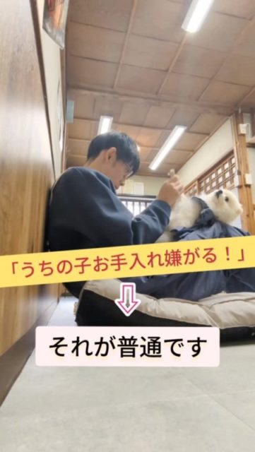 ブラシ嫌！足触らんといて！爪切りムリ！
ってなるのは、普通。むしろ自然な反応。

ここで飼い主さんがやりがちなんが、
「家で爪切りしたろ！」ってやつなんですが…

これ、実は事故りやすいポイントです💦
ちょっと深く切っただけでも、
“爪切り＝こわい”って記憶がついてしまって、
次からもっと嫌がる原因になることもあります。

じゃあ家で何したらいいの？っていうと、
家で爪は切らなくてOK。

“練習だけ”で十分です✨

✅ 足先をちょんって触れたら褒める
✅ 道具を見せたらおやつ
✅ できたら終わる（引っ張らない）

焦らんで大丈夫。
その子のペースで「できた」を増やしていこな〜🐶🌿

#とりみんぐ処halo
#犬のいる暮らし
#おうちケア
#爪切り苦手