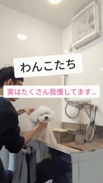 わんこがじっとしてるのが当たり前？
動いたら悪い子？ワガママ？
なめられてる？

わんこたちはいつも私たち人に合わせてくれています😌
いつもありがとう✨

#ありがとう #トイプードル #犬のお手入れ教室 #泉大津市トリミングサロン