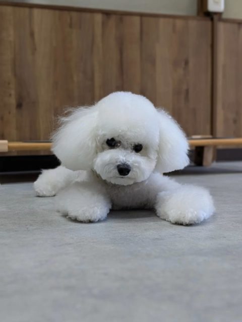 【haloのアルバム】こもちちゃん

#イヌスタグラム #トイプードル #トリミングサロン #泉大津市トリミングサロン