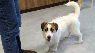 将来の投資としてのトリミング練習。