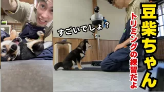 子犬の頃からトリミング練習をする重要性