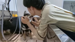 わんこ「トリミングは意味不明だ！」