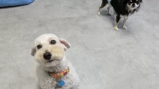 私はトリマーなのか？トリマーだよね？