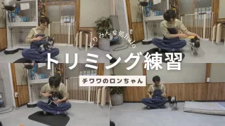 犬の性格はそれぞれ。トリミングの方法もそれぞれ。