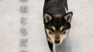 柴犬まるちゃんと今日から友達になろう。