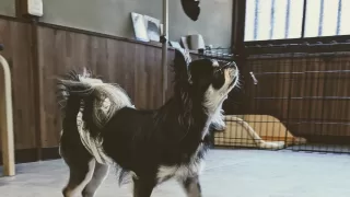 私が目指すトリミングの未来。