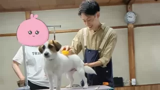 シロップちゃん練習後、初のトリミング！