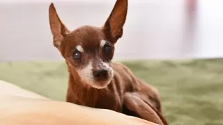 高齢犬（シニア犬）のトリミングへの挑戦