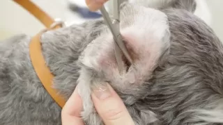 耳の毛って抜いたほうが良いの？