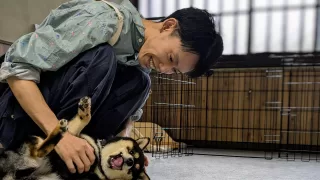 柴犬の子犬トリミング練習