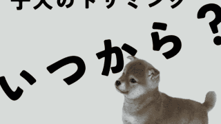 子犬のトリミングはいつから？