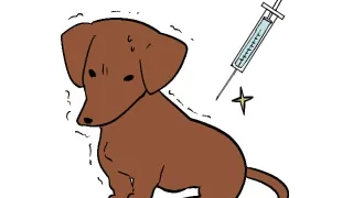 犬の混合ワクチン打たなきゃダメ？