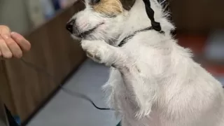 ジャックラッセルテリアのトリミング！