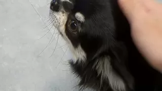 楽しくチワワのトリミング