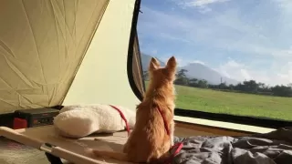 秋だ！犬とのお出かけが楽しい季節です。