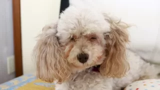 老犬のトリミングは優先順位を決める。