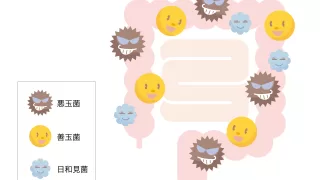 腸内細菌叢（腸内フローラ）の話し。