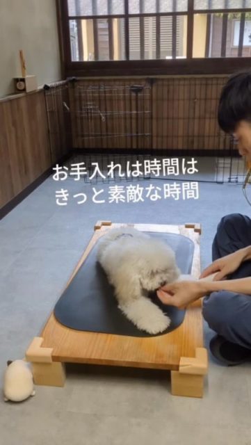 ←他の投稿はこちら
お手入れは愛犬と喧嘩をする時間じゃなくて、
優しい空気が流れる時間になるのが、
僕の思い描くわんことの素敵な生活✨
#犬との暮らし #犬のお手入れ #優しい空気感 #犬のお手入れ教室