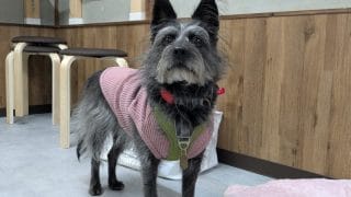 トリミングへの第一歩 〜おやつから始まる信頼づくり〜