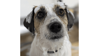 わんちゃんのシャンプー、どうしてる？プロのトリマーが教えるコツ