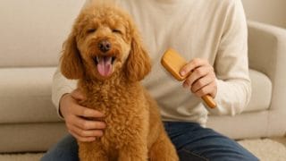 おうちでのお手入れ、焦らず一歩ずつ