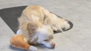 慣らしトリミングという選択 〜めいちゃんとの第一歩〜