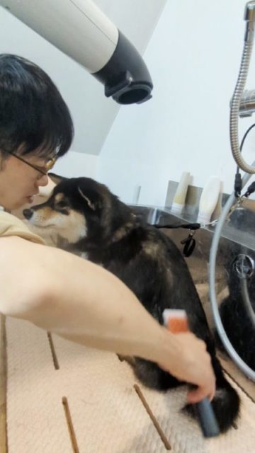←ほかの投稿はこちら
可愛いまるちゃん✨
#犬のシャンプー #柴犬 #泉大津トリミング #犬のドライヤー