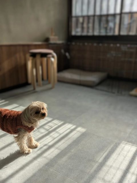 人もわんこもゆったり過ごせる場所にしたい。
「また来たいな」と楽しみな日になるように。
2階で愛犬のトリミング中に待機できるように、くつろげる空間にしていきます!
こんなのあったらいいなぁーみたいなの教えてください🙆🏻♂️
#古民家 #トリミングサロン #泉大津市 #くつろげる場所 #ラウンジ