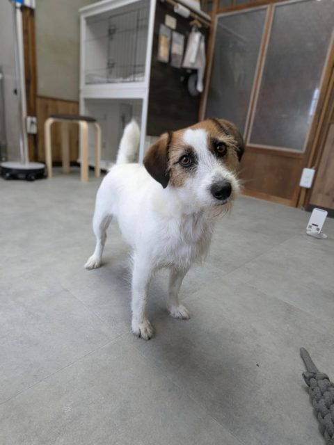 【haloアルバム】
大好きなシロップさん!
いつも元気いっぱいで、笑顔にしてくれる✨
#ジャックラッセルテリア #トリミングサロン #泉大津市 #子犬トリミング #慣れることから始めるトリミング