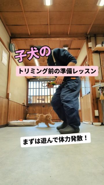 haloではすぐにトリミングを始めません🙅‍♂️
その変わりちゃーんと、トリマーや場所、作業に慣れる練習をしています（全7日間）

わんこにとってもオーナー様にとってもトリミングを「楽しみな日」にしてほしいから✨

#子犬トリミング #準備レッスン #泉大津市トリミングサロン #トイプードル #心理学を使ったトリミング