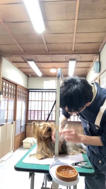 昔に比べたらかなり、落ち着いてできるようになったなー✨
かなり嫌だよサインは出てますが…

ごほうびを食べてくれるのでとっても助かります😆

今日もかわいいあん子さんでした✨

#ヨーキー #泉大津市トリミングサロン #準備レッスン #行動分析学 #犬好きと繋がりたい