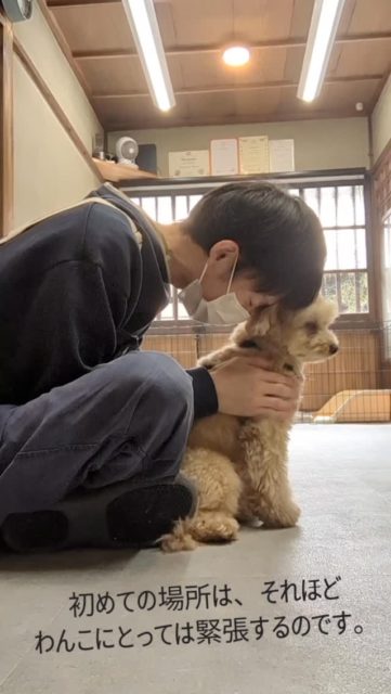 トリミングが「楽しみな日」に。
いつも愛犬のことを大切に想い、
毎日のお世話をしてくださっているオーナー様。

本当にありがとうございます。

実は、トリミングのときに出ている
わんこの小さなサインは、
とても気づきにくいものです。

オーナー様が気づけないのは、
決して不思議なことではありません。

そして残念ながら、
トリマーでも見逃してしまうことがあります。

でも、その小さなサインに気づき、
少しずつ慣れていく経験を積んでいくことで、
トリミングは「がんばる時間」ではなく
「楽しみな日」に変わっていきます。

子犬の頃は、そのための大きなチャンス。

これから続いていく
10年、15年のトリミングの時間が、
わんこにとってもオーナー様にとっても
やさしい時間になりますように。

そんな未来をつくるお手伝いができたら嬉しいです。

#泉大津トリミングサロン #子犬のトリミング #行動分析学 #トリミングを楽しみな日に　#大阪