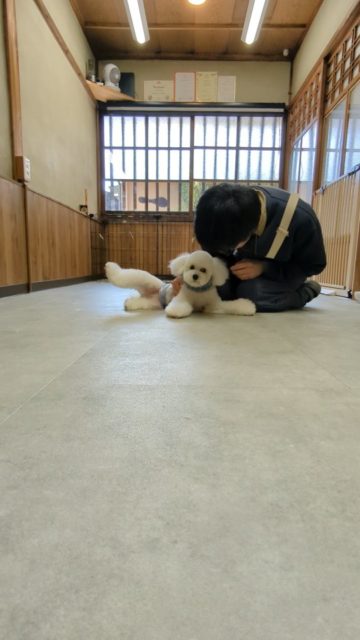 メロメロなメラ😍
（メラとは動画に映っいてる人間←米良のことです）

はぁ…幸せ。

#子犬のトリミング #トリミング準備レッスン #泉大津市トリミングサロン #犬の気持ち #行動分析学