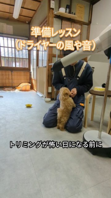 子犬の時期は、
毎日がはじめての連続です🐶✨
うれしいことも、
楽しいことも、
ちょっぴりドキドキすることも、
この時期に少しずつ吸収していきます。
トリミングには、
シャンプー、爪切り、耳そうじ、
カット、バリカン、ドライヤー、
そしてテーブルの上で過ごすことなど、
たくさんの工程があります。
だからこそ、
最初から全部をがんばるよりも、
「ここは安心できる場所だな」
「これなら大丈夫かも」
そんな気持ちを育ててあげることが大切だと思っています🌷
少しずつ慣れて、
少しずつできることが増えていく。
その積み重ねが、
未来のトリミングを
もっとやさしく、
もっと楽しい時間にしてくれます✨
はじめの一歩をていねいに。
その子のこれからが、
わくわくするものになりますように🐾
#子犬のトリミング
#泉大津トリミングサロン
#行動分析学
#犬の気持ち
#トリミングか楽しみな日に