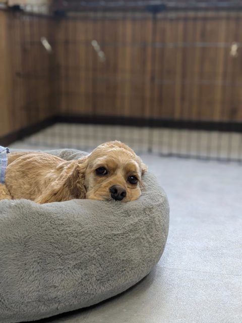 【haloのアルバム】こむぎさん
もうちょっとで会える〜♪ 可愛すぎ!
#子犬トリミング #泉大津トリミングサロン #トリミング準備レッスン #犬の気持ち #行動分析学