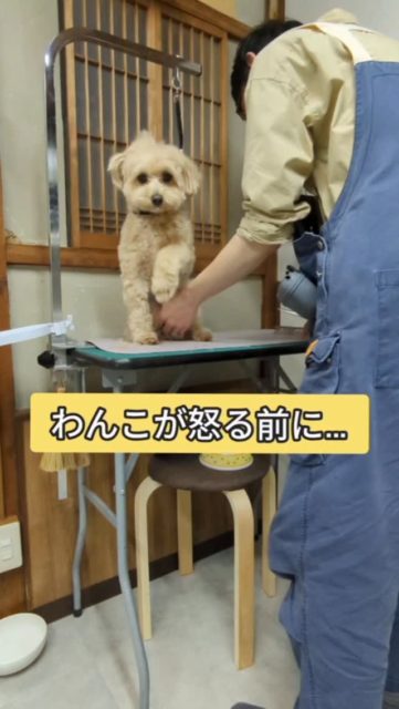 子犬を迎えてワクワクする毎日。

でも、知ってほしいことがあります。

子犬期のトリミング経験が、その子の一生を左右するということです。

​「そのうち慣れる」という少しの無理が積み重なると、わんちゃんの心にはいつの間にか「トリミング＝怖い」という強いスイッチが作られてしまいます。

​haloは、そんな「トリミング嫌い」に悩むわんことご家族をゼロにしたい。

怒る前にやめてあげ、その子のペースで「ここは安心だよ」と伝えていく。

パピー期からの丁寧な準備レッスンで、トリミングを「大好きな習慣」に育てていきましょう。

​15年続く穏やかな未来のために。

心を込めてお手伝いさせていただきます。

#子犬トリミング #泉大津市トリミングサロン #行動分析学 #犬の気持ち #はじめてのトリミング