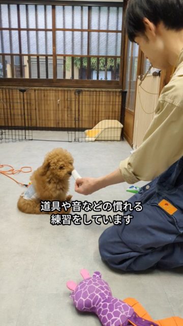 ​トリミングデビュー、いきなりハサミでチョキチョキ…は実はとっても危険！😱​今日は、トイプードルのパピーちゃんの「準備レッスン」の様子をお届けします。​まずは道具に慣れること、触られることに安心してもらうことから。動画内でもお話ししていますが、いきなり本番をしないのには理由があります✨​一生続くトリミング。「ここは怖くない場所だよ」って覚えてもらうことが、
将来の負担を減らす一番の近道なんです🐶​パピー期の過ごし方で、将来の「トリミング大好きっ子」が決まります。頑張る姿をぜひ応援してください！​#トイプードル #パピー #泉大津トリミング #トリミング準備レッスン #行動分析学