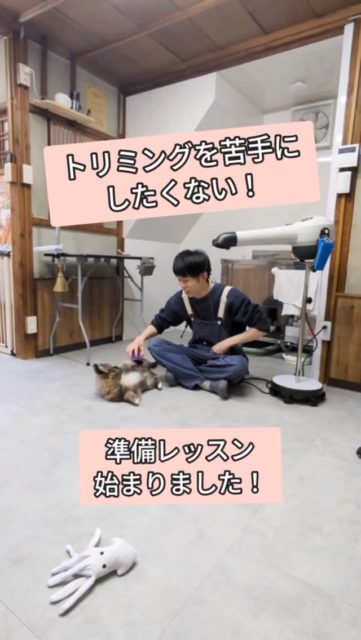 福太郎ちゃん、トリミングデビューへの第一歩!✨ペキニーズの福太郎ちゃんが、はじめての「準備レッスン」に来てくれました。最初はイカのぬいぐるみで元気いっぱいに遊んでいた福太郎ちゃん。慣れるのがとっても早くて、ドライヤーの風やブラッシングの練習にも挑戦しました!おやつをもらいながら、「あ、これ意外と平気かも?」と学習中。動画は早送りですが、実際には福太郎ちゃんの反応を見ながら、何度も何度も、優しく繰り返しています。少しずつ、一歩ずつ。「できた!」が増えていく姿は、本当にかわいくて頼もしいですね。これからの成長がとっても楽しみです🐾#子犬トリミング #泉大津トリミング #行動分析学 #パピー #トリミング準備レッスン