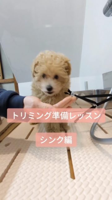 シンクは高い場所なのと、囲まれているのでどうしても怖がってしまう子が多いです😢

その上、お湯を浴びて、体をゴシゴシ…

まずは、場所が安心であることを伝えてあげましょう✨

#子犬 #トリミング準備レッスン #泉大津市 #トリミングサロン #トイプードル
